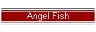 Angel Fish